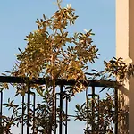Hotel Belci House