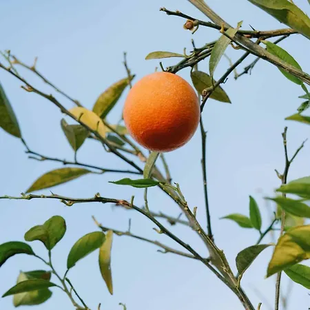 Belci House 2* Fethiye