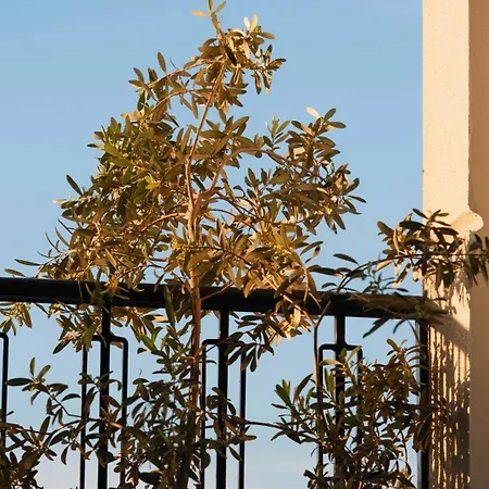 فندق Belci House