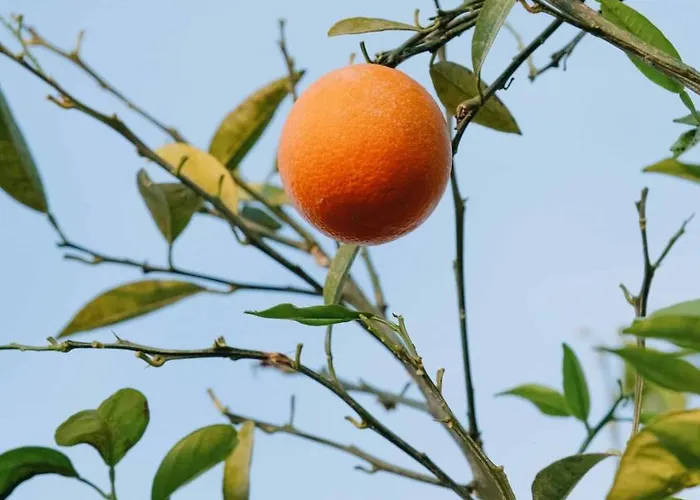 Belci House 2* Fethiye